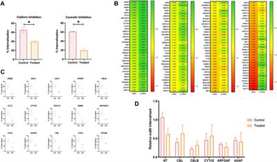 Ligand-bound integrin αvβ6 internalisation and trafficking